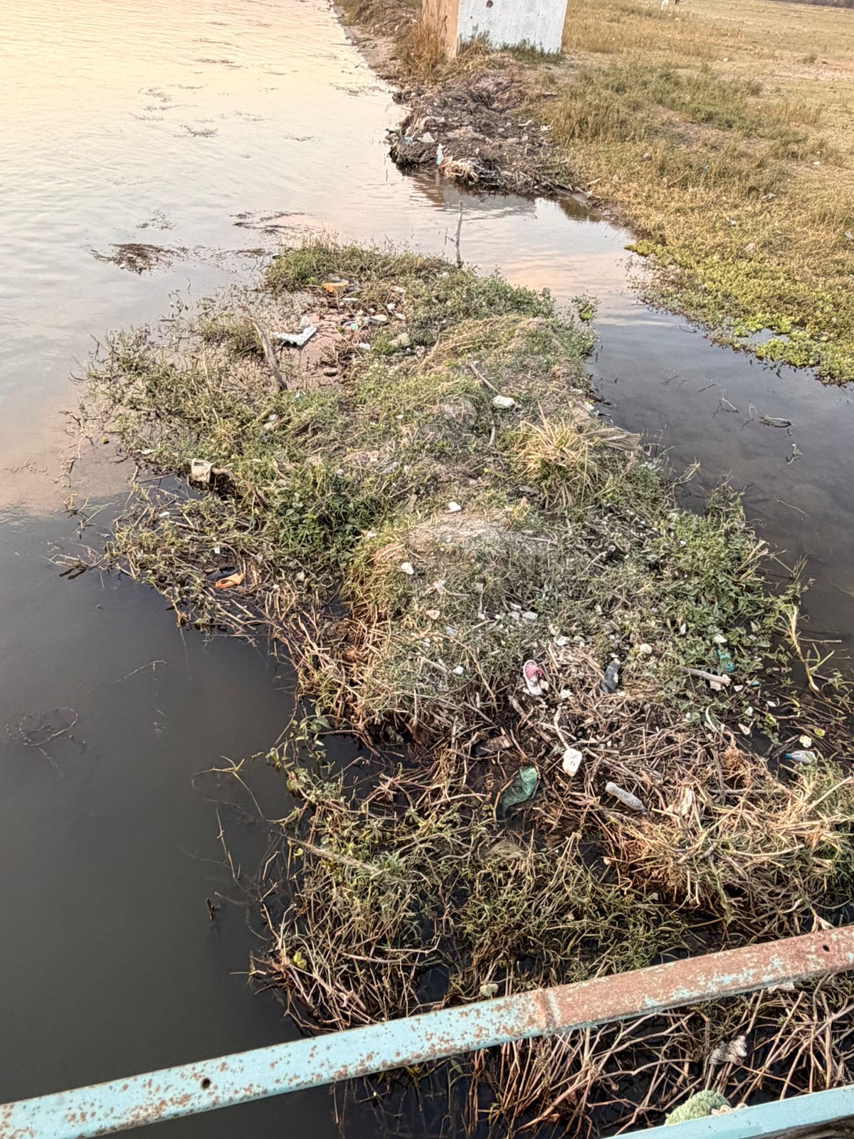 Plastic bottles tangled in vegetation